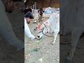 namho namho song #gaumata #gauseva #gaurakshak #gomata #goseva #india #odisha #hindisong