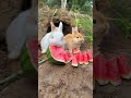 OMG! 😍 Two Bunnies Eating Watermelon 🍉🐰 #Shorts