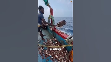 How Bangladeshi Fishermen use Crabs to Trap Huge Fish.