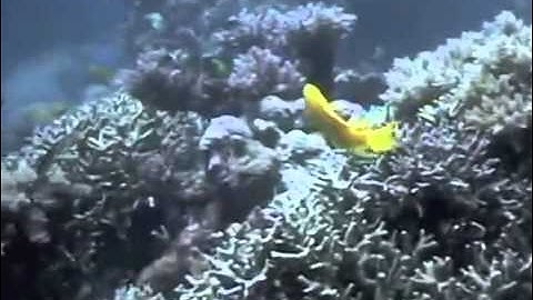 Coral Reef for OSS 3-5, Clip #5 for Session 2.3