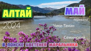 1 мая на Алтае! Из Новосибирска на авто.В поиске цветения маральника.Чике-Таман,Семинский (перевалы)