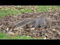 Squirrel digging around at Longwood Gardens in PA