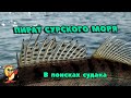 ПИРАТ СУРСКОГО МОРЯ. В ПОИСКАХ СУДАКА.