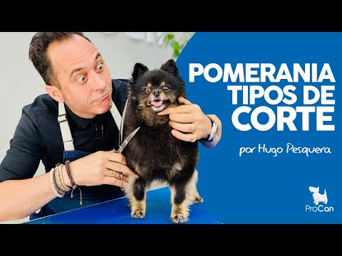 Video: Estilos de corte de pelo de Pomerania