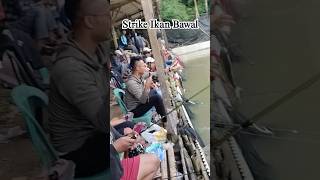 Berebut Strike Ikan Bawal‼️Pemancingan Andir Terbaru