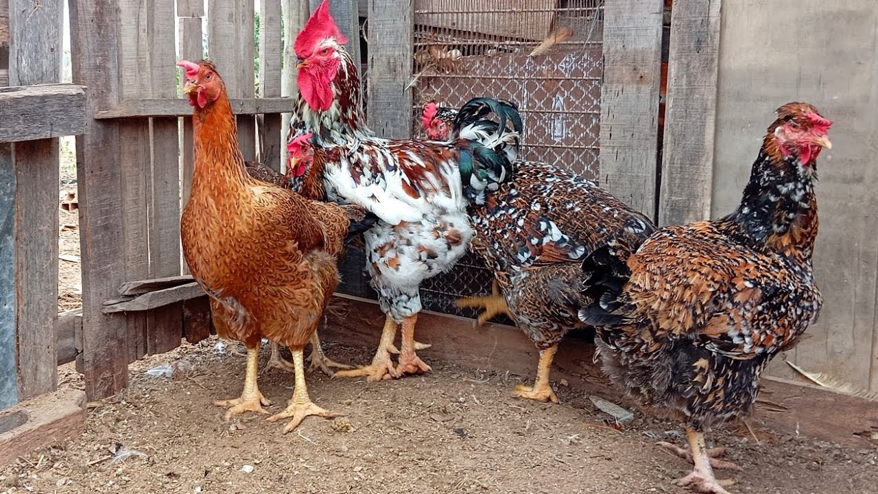 GSB  (Galinha sertanejo balão)  Pedidos pelo ZAP 75981327253