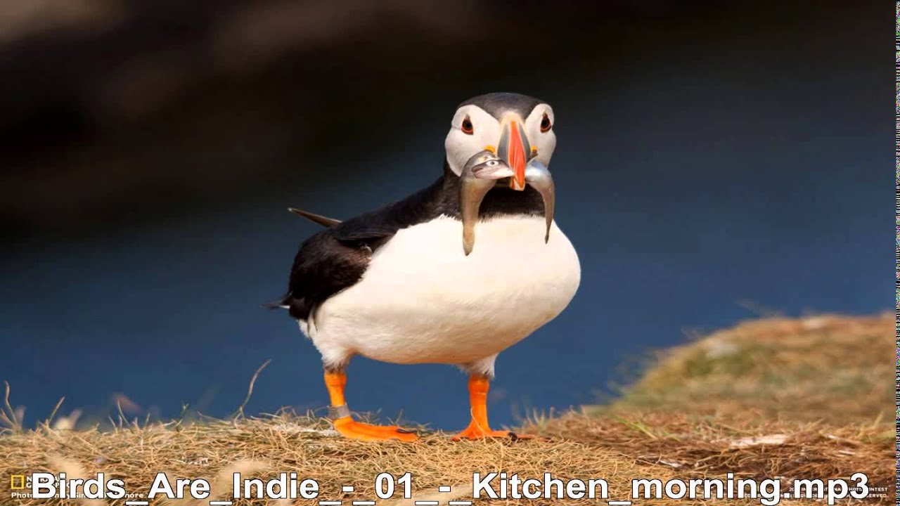 Birds Are Indie     Kitchen Morning