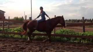 Как ездят другие vs Как езжу я | EquVINE by Anna More \ HORSE VINE Как ездят другие vs Как езжу я | EquVINE by Anna More \ HORSE VINE