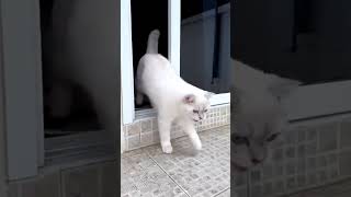 Funny Cat’s Daily Routine 🐱🌿 #cat #catlife #animallife #cats #funny #cute