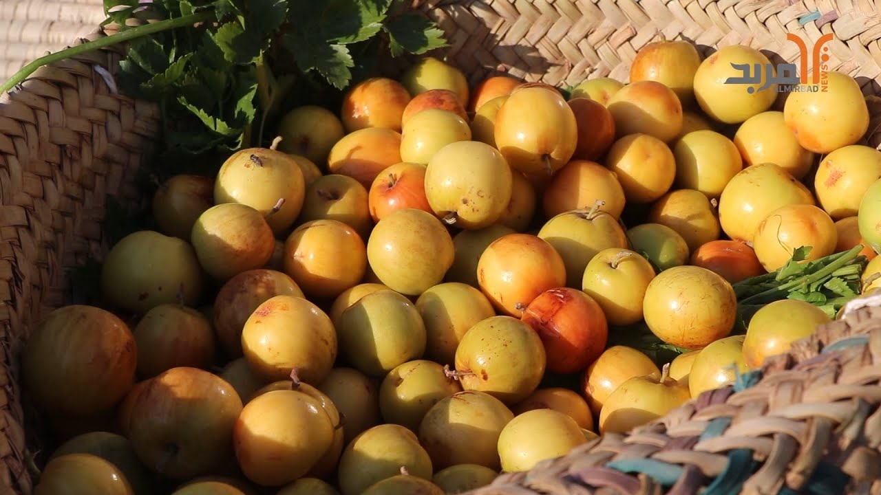 السعر وصل لـ20 ألف .. (نبك البصرة 