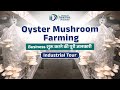 Oyster Mushroom Farming Business | Oyster Mushroom Cultivation | Business Idea |