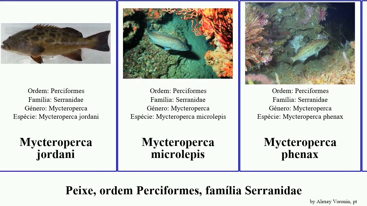 Peixe, ordem Perciformes, família Serranidae epinephelus mycteroperca pseudanthias pseudogramma