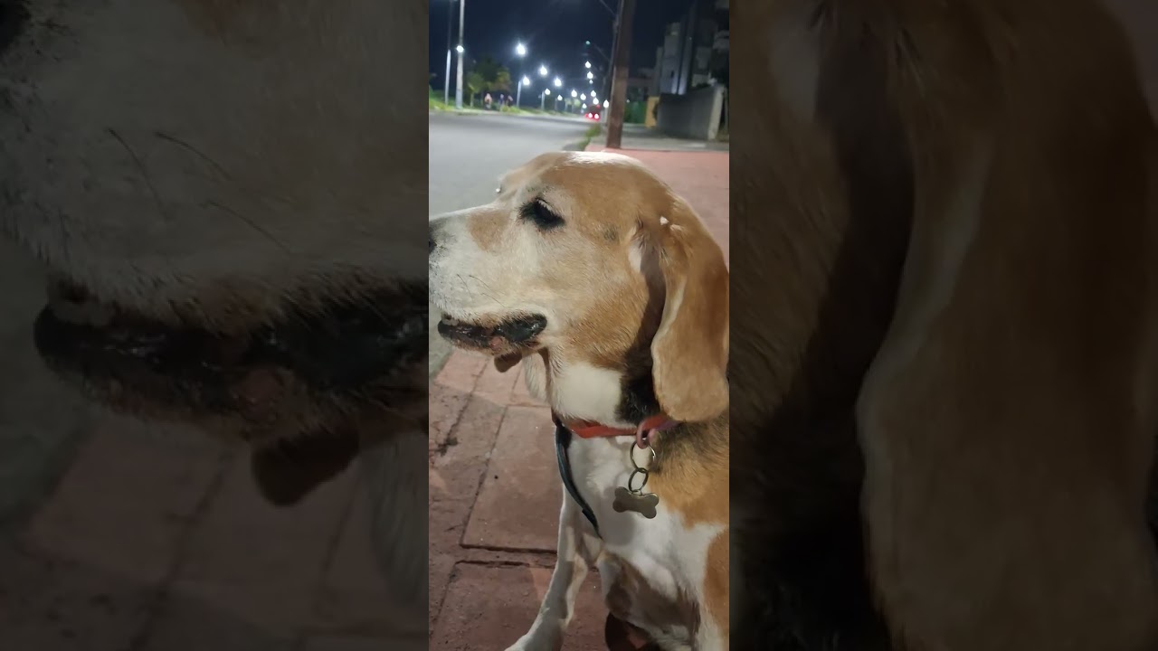 já viu uma vizinha encrenqueira com a própria raça 😂 A Maria Isabel!