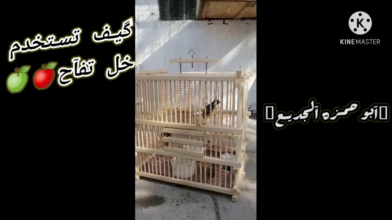 فائدة خل تفاح للريش البلبل وكيف تستخدمه بصوره صحيحه