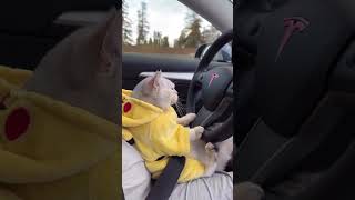 Cat drive a Car   Funny video  #shorts #shortvideo