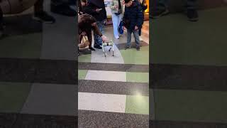 Everyone Wanted to Pet This Robot Dog🐕🤖