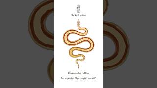 Illustration of the Hypo Jungle Labyrinth Red Tail Boa by The Morph Archive / Mingo Art