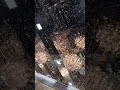 يا عباس اللهم ارزق كل شخص الزياره گولو آمين يا عباس اللهم ارزق كل شخص الزياره گولو آمين