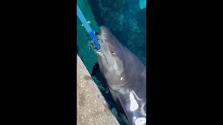 Shark Feeding