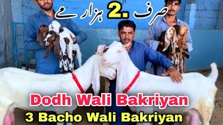 🍀 Liyari Bakra Mandi Se Bhe Sasti 😍 Ghulam Qadir Goat Farm | Bacho Wali Bakriyan 