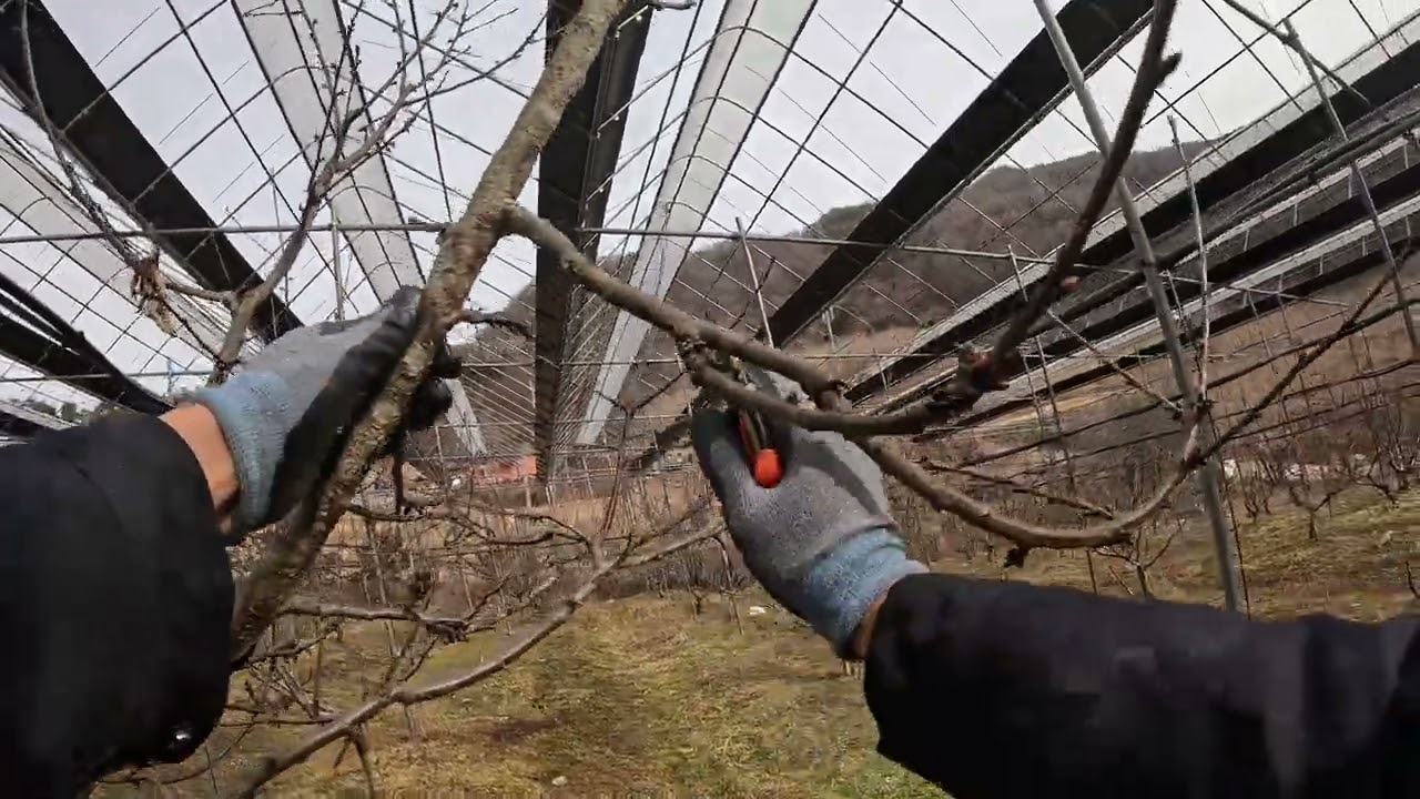 (26.01.) 체리동계 전정지도 사례. 개심형, 수세가 약한 경우