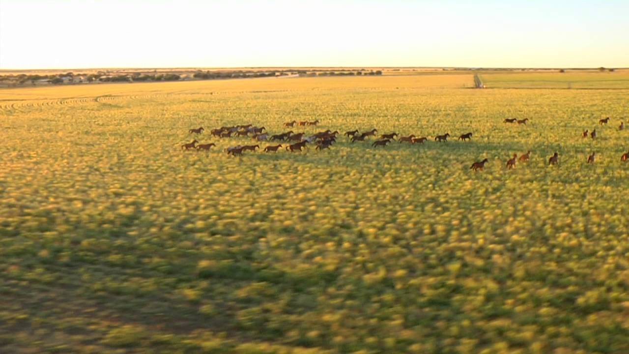 Callaho Auction 2015