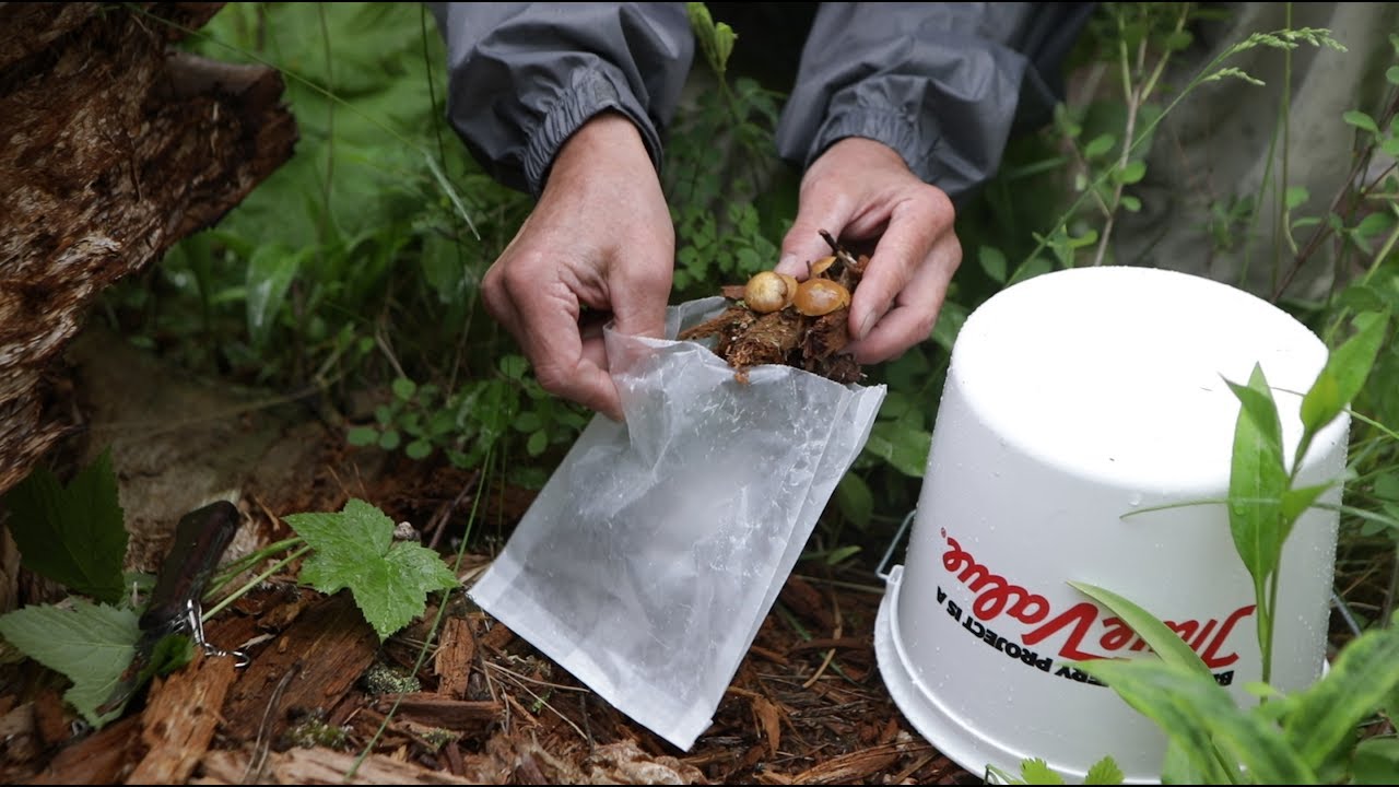 Glacier mushrooms bio-blitz