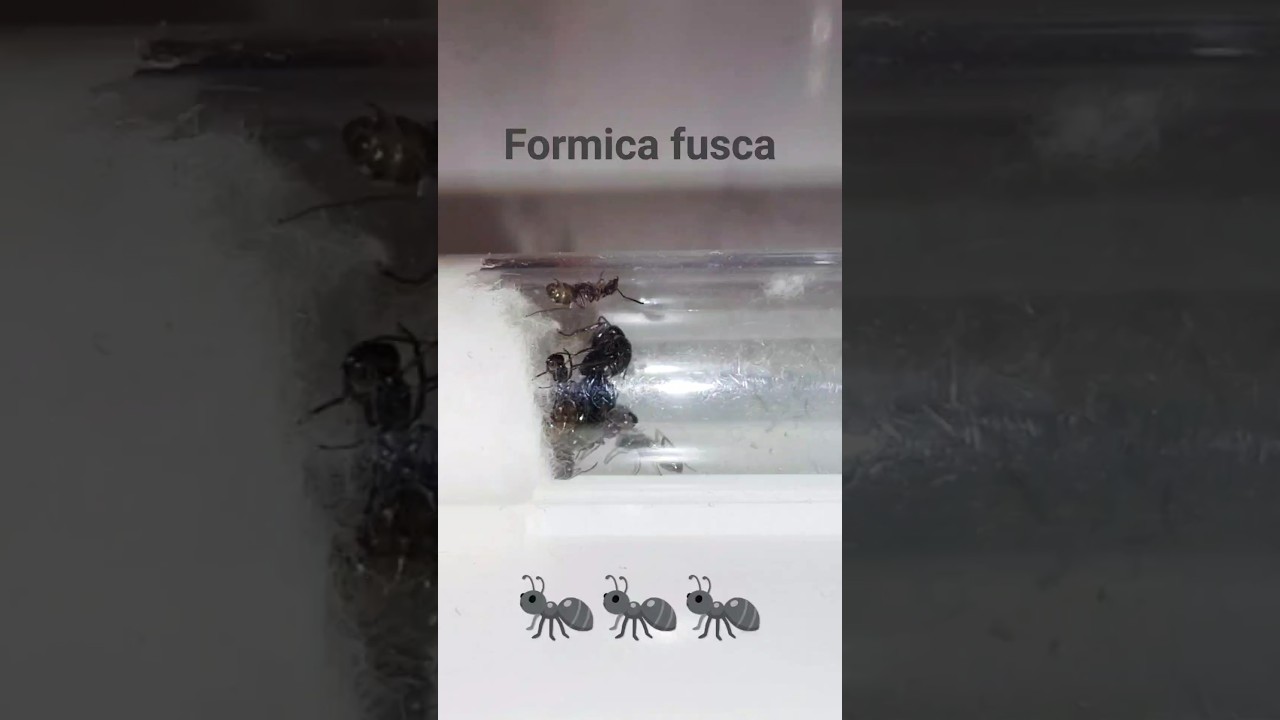Formica fusca🐜