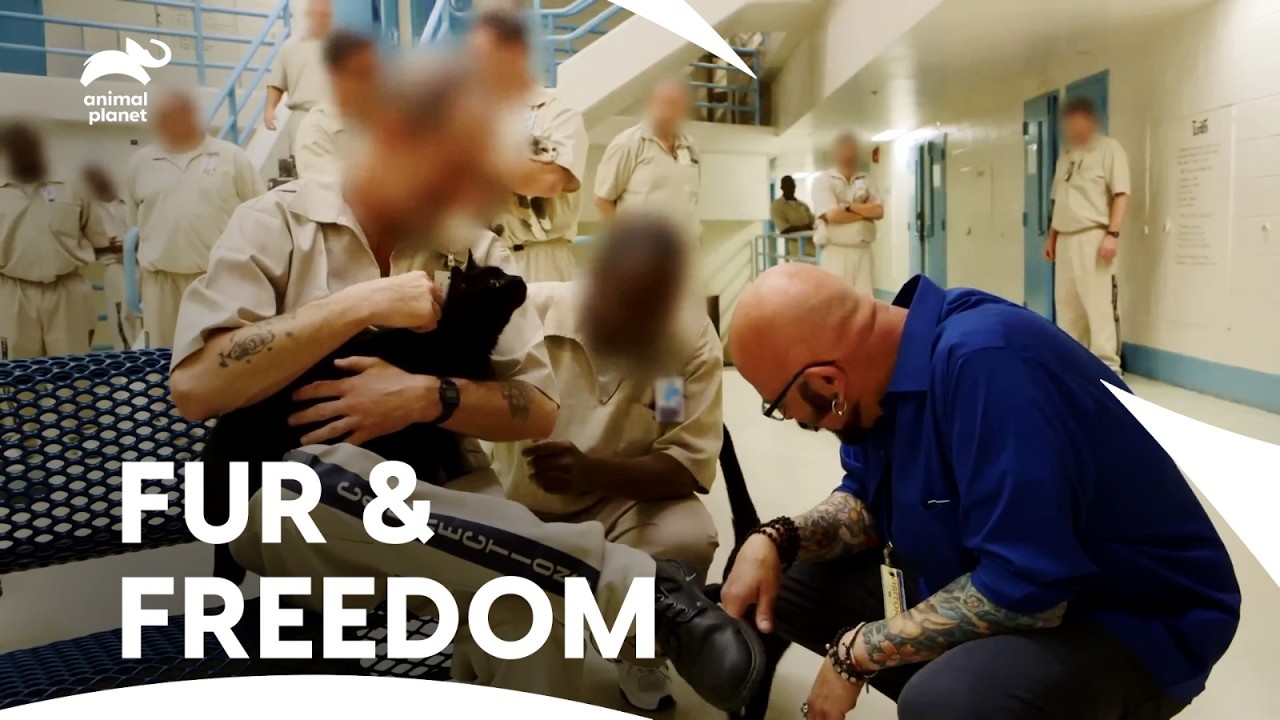 CATS in JAIL! These Prisoners have a Powerful Bond with Their Cats | My Cat From Hell| Animal Planet