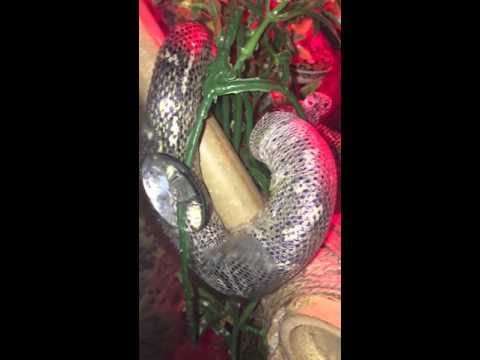 100% DIAMOND PYTHON SHEDDING
