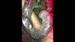 100% DIAMOND PYTHON SHEDDING