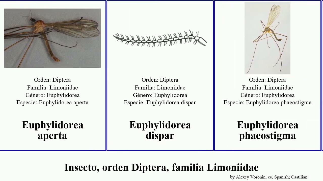 Insecto, orden Diptera, familia Limoniidae euphylidorea simplex maculata hybrida dispar ferruginea