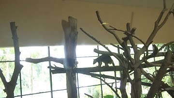 16 Dendrolagus goodfellowi tree kangaroo Zoo Singapore 2017