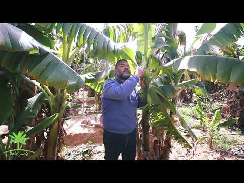 فيديو: دليل لآفات الموز وأمراضه: حل المشاكل مع نباتات الموز