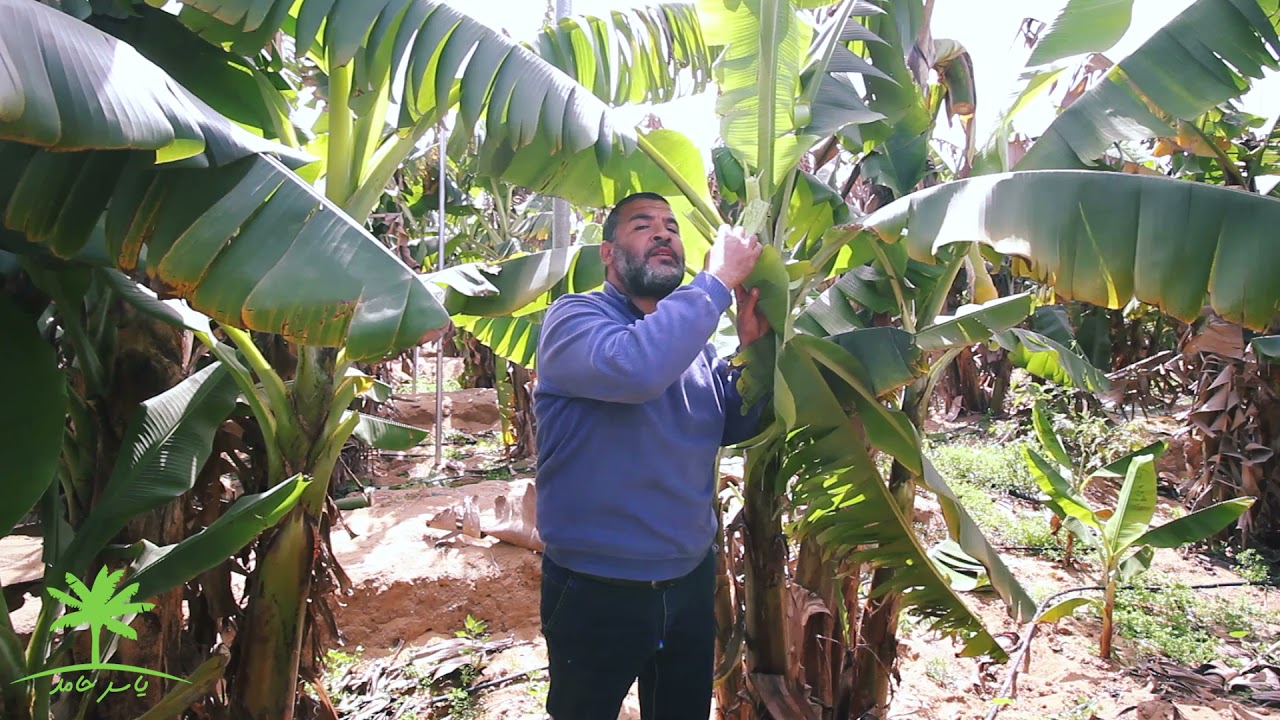 اهم الامراض الفيرسيه اللتي تصيب نبات  الموز