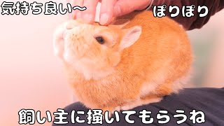 乾燥気味の頭を掻いてあげたら気持ち良さそうにとろけるムギが可愛すぎました【No.1826】