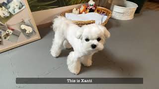 HOW TO TEACH A MALTESE DOG - 3 EASY TIPS by Xanti the Maltese 3,248 views 2 months ago 2 minutes, 33 seconds