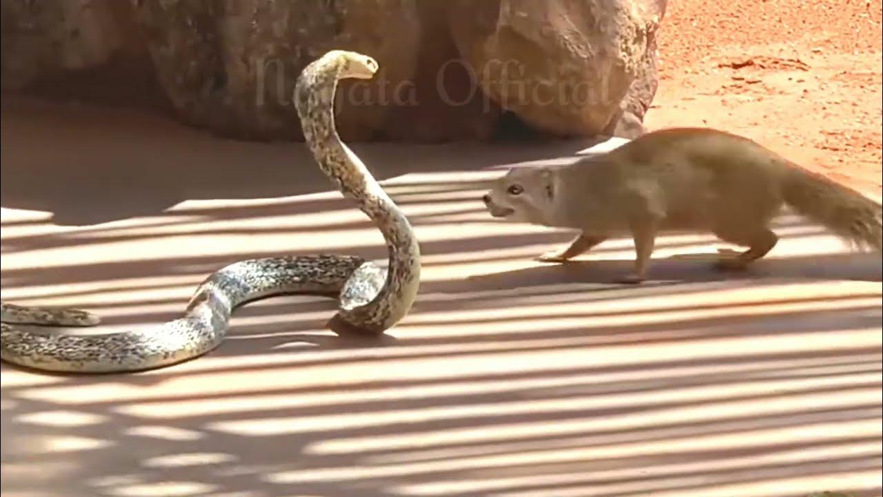 king cobra vs Mongoose @nagataofficial902 - YouTube