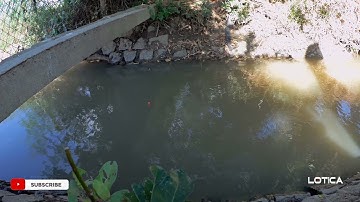 Câu cá rô đồng ở Phú Yên | fishing pearch