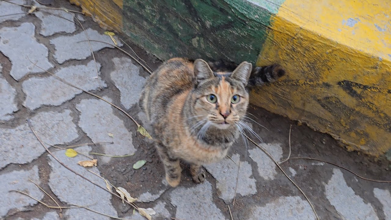 Playful Street Cats Gather for Food 🐱🍗 | Cute & Funny Moments