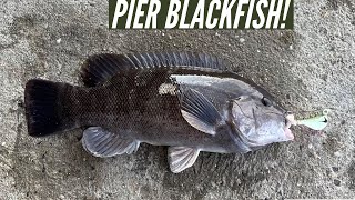 Long Island Pier Tautog Fishing (Blackfish)!