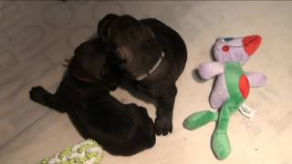 Telgthoeve Wondering Pups Op 3 April 2017