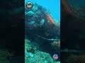 Every dive tells a new ocean story. #scuba #fyp #viral #trending #marinelife #adventure #exploredeep