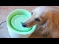 犬用　フィルター式給水器　ピュアクリスタル