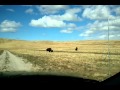 Chloe barks at bison