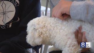‘Shut them down for good’: Animal rights advocates celebrate passage of Puppy Mill Pipeline Bill