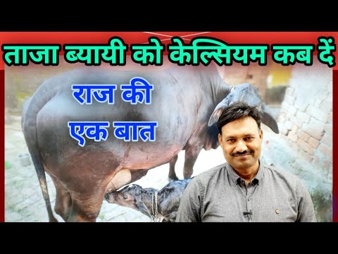 वीडियो: कैल्क 3 के बाद क्या होता है?