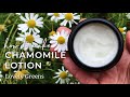 Make Homemade Chamomile Lotion (step-by-step from fresh flowers to natural skincare)