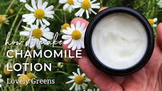 Make Homemade Chamomile Lotion (stepbystep from fresh flowers to natural skincare)