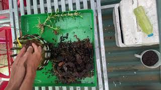 Hỏng Hết Rễ Vì Cách Trồng Không Giống Ai.